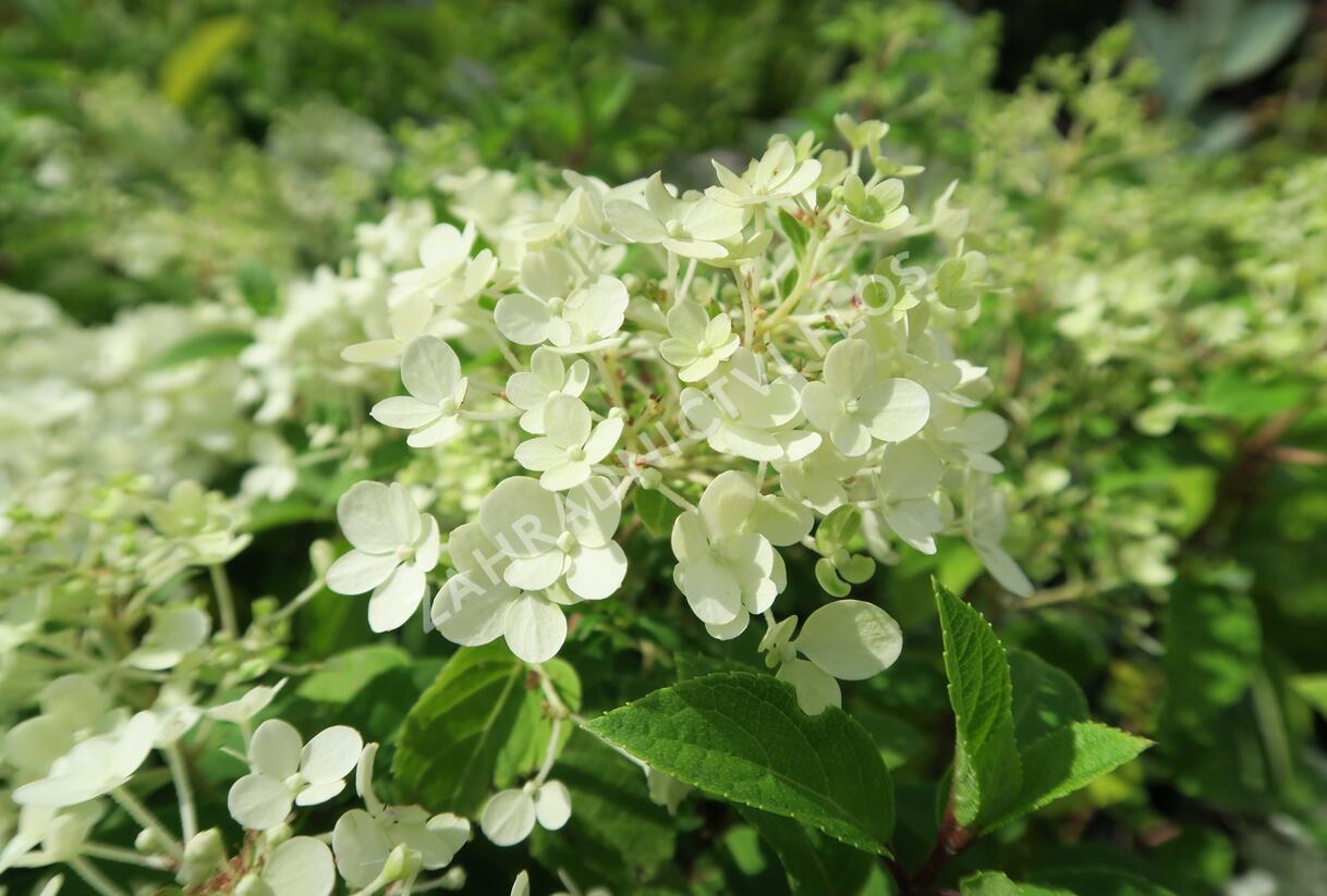 Hortenzie latnatá 'Bobo' - Hydrangea paniculata 'Bobo'