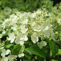 Hortenzie latnatá 'Bobo' - Hydrangea paniculata 'Bobo'