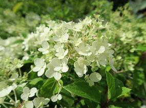 Hortenzie latnatá 'Bobo' - Hydrangea paniculata 'Bobo'