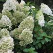 Hortenzie latnatá 'Bobo' - Hydrangea paniculata 'Bobo'