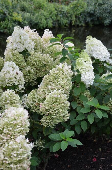 Hortenzie latnatá 'Bobo' - Hydrangea paniculata 'Bobo'