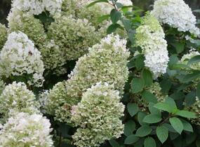 Hortenzie latnatá 'Bobo' - Hydrangea paniculata 'Bobo'