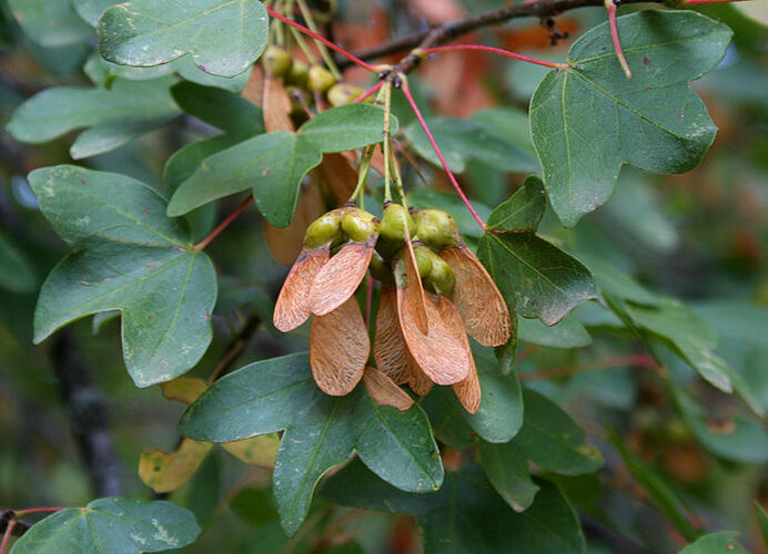 Javor francouzský - Acer monspessulanum