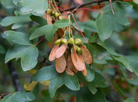 Javor francouzský - Acer monspessulanum