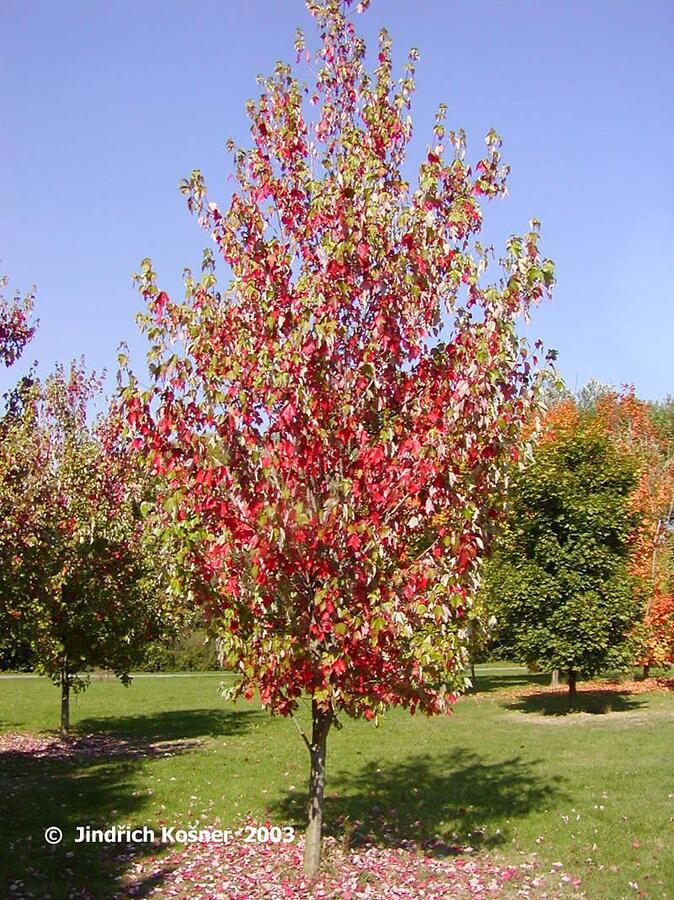 Javor červený 'Red Sunset' - Acer rubrum 'Red Sunset'