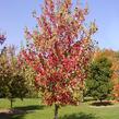 Javor červený 'Red Sunset' - Acer rubrum 'Red Sunset'