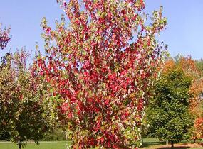 Javor červený 'Red Sunset' - Acer rubrum 'Red Sunset'