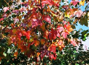 Javor červený 'Red Sunset' - Acer rubrum 'Red Sunset'