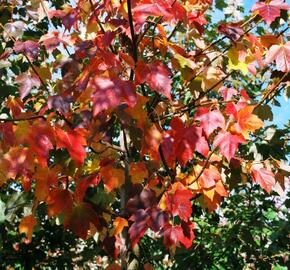 Javor červený 'Red Sunset' - Acer rubrum 'Red Sunset'