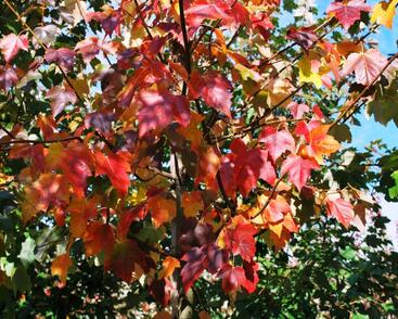 Javor červený 'Red Sunset'
