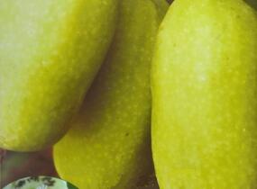 Aktinidie význačná, kiwi - samosprašná 'Vitikiwi' - Actinidia arguta 'Vitikiwi'