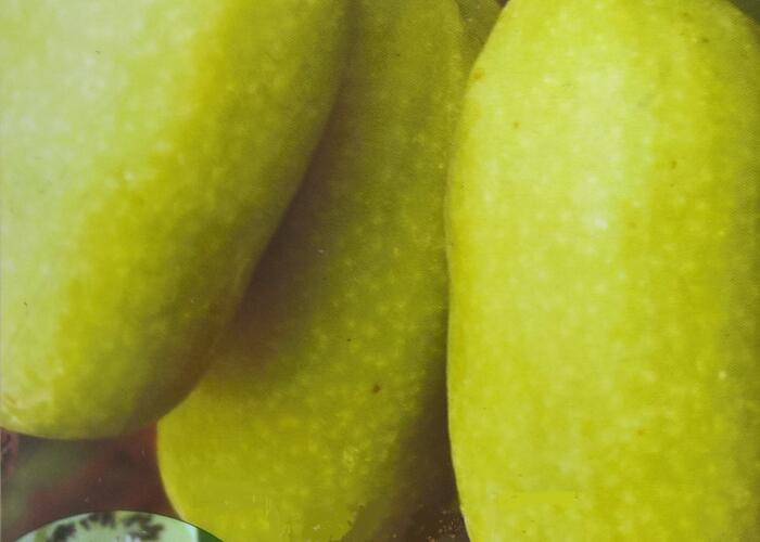 Aktinidie význačná, kiwi - samosprašná 'VITIKIWI' - Actinidia arguta 'VITIKIWI'