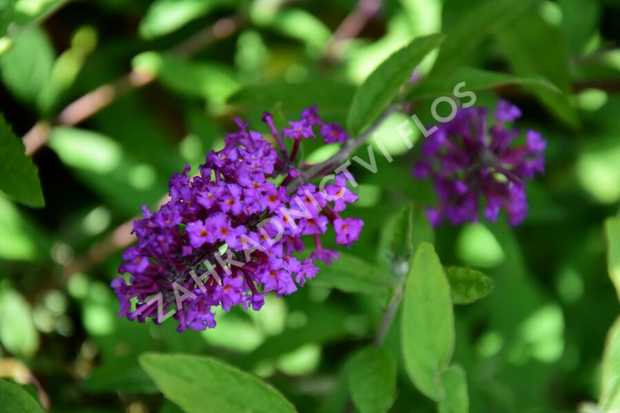 Motýlí keř, Komule Davidova 'Border Beauty' - Buddleja davidii 'Border Beauty'