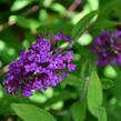 Motýlí keř, Komule Davidova 'Border Beauty' - Buddleja davidii 'Border Beauty'