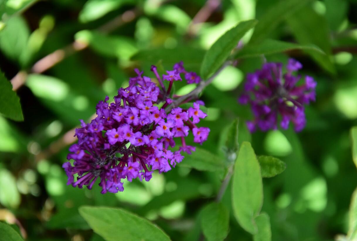 Motýlí keř, Komule Davidova 'Border Beauty' - Buddleja davidii 'Border Beauty'