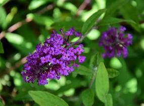 Motýlí keř, Komule Davidova 'Border Beauty' - Buddleja davidii 'Border Beauty'