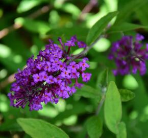 Motýlí keř, Komule Davidova 'Border Beauty' - Buddleja davidii 'Border Beauty'