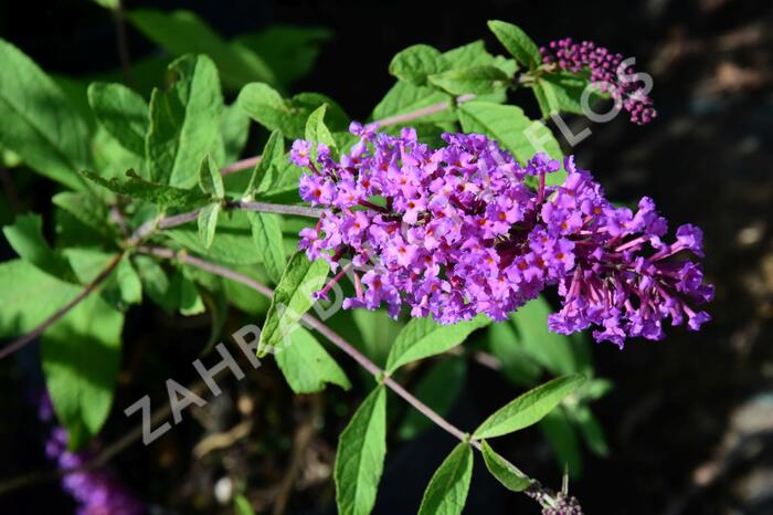 Motýlí keř, Komule Davidova 'Border Beauty' - Buddleja davidii 'Border Beauty'