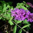 Motýlí keř, Komule Davidova 'Border Beauty' - Buddleja davidii 'Border Beauty'