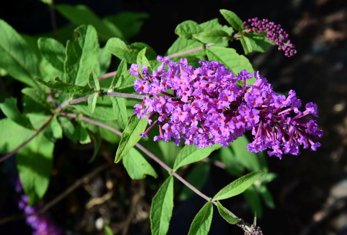 Motýlí keř, Komule Davidova 'Border Beauty' - Buddleja davidii 'Border Beauty'