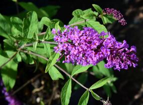 Motýlí keř, Komule Davidova 'Border Beauty' - Buddleja davidii 'Border Beauty'