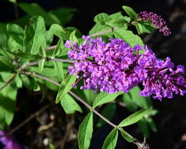 Motýlí keř, Komule Davidova 'Border Beauty'