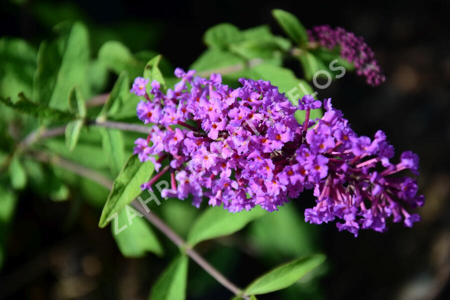 Motýlí keř, Komule Davidova 'Border Beauty' - Buddleja davidii 'Border Beauty'