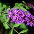 Motýlí keř, Komule Davidova 'Border Beauty' - Buddleja davidii 'Border Beauty'