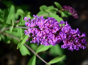 Motýlí keř, Komule Davidova 'Border Beauty' - Buddleja davidii 'Border Beauty'