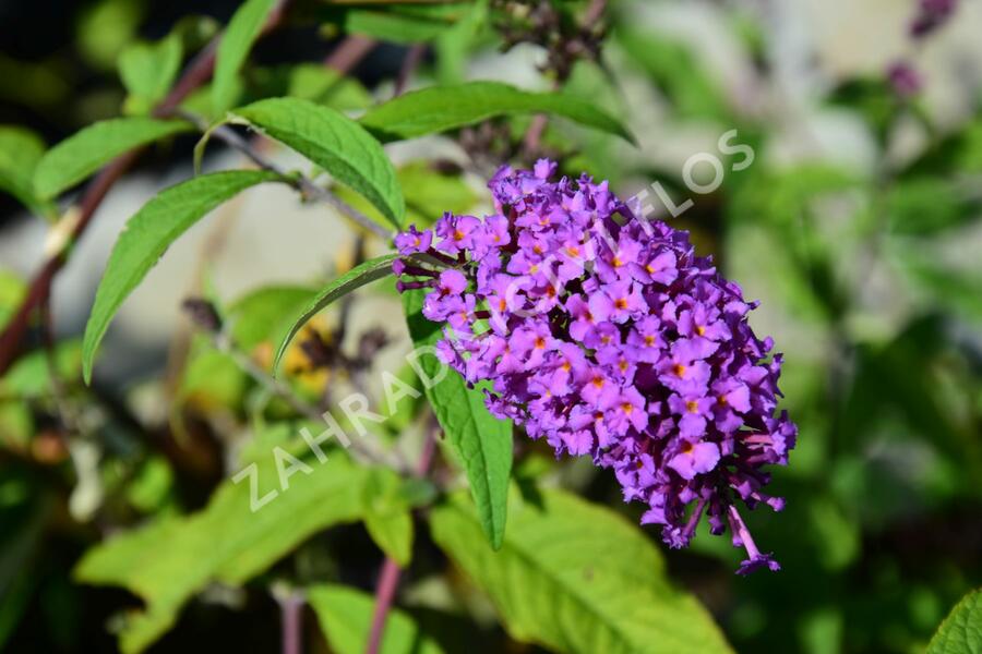 Motýlí keř, Komule Davidova 'Border Beauty' - Buddleja davidii 'Border Beauty'
