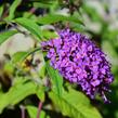 Motýlí keř, Komule Davidova 'Border Beauty' - Buddleja davidii 'Border Beauty'