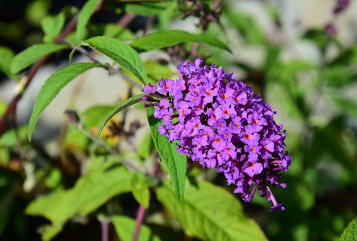 Motýlí keř, Komule Davidova 'Border Beauty' - Buddleja davidii 'Border Beauty'