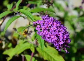 Motýlí keř, Komule Davidova 'Border Beauty' - Buddleja davidii 'Border Beauty'