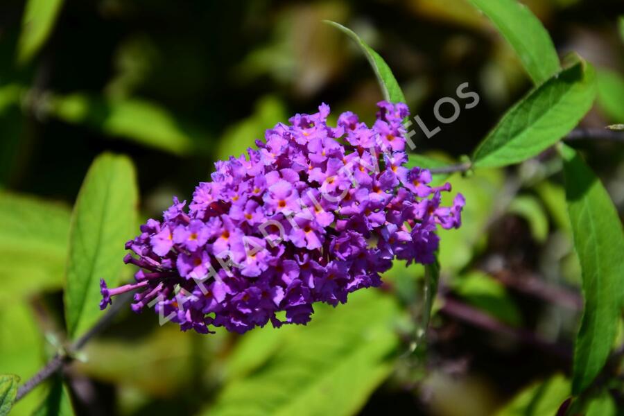 Motýlí keř, Komule Davidova 'Border Beauty' - Buddleja davidii 'Border Beauty'