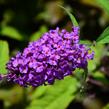 Motýlí keř, Komule Davidova 'Border Beauty' - Buddleja davidii 'Border Beauty'