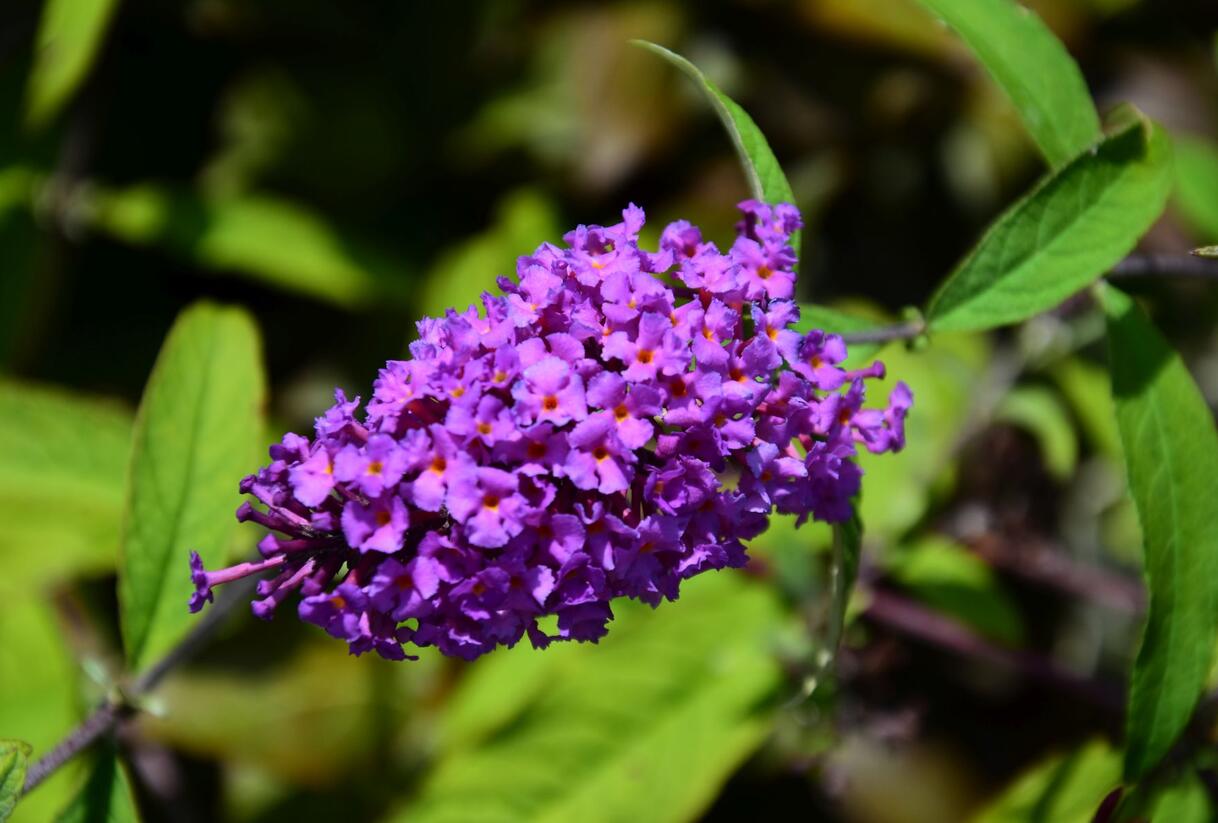 Motýlí keř, Komule Davidova 'Border Beauty' - Buddleja davidii 'Border Beauty'