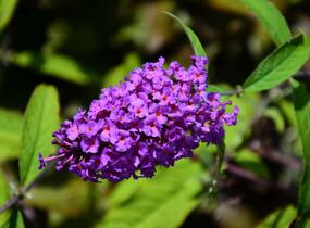 Motýlí keř, Komule Davidova 'Border Beauty' - Buddleja davidii 'Border Beauty'