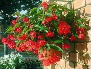 Begónie hlíznatá 'Tenella Rose' - Begonia tuberhybrida 'Tenella Rose'