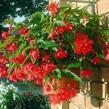 Begónie hlíznatá 'Tenella Rose' - Begonia tuberhybrida 'Tenella Rose'