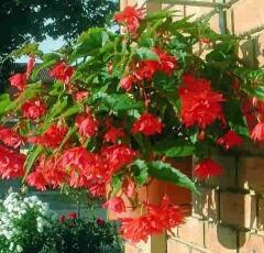 Begónie hlíznatá 'Tenella Rose' - Begonia tuberhybrida 'Tenella Rose'