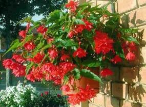 Begónie hlíznatá 'Tenella Rose' - Begonia tuberhybrida 'Tenella Rose'