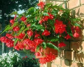 Begónie hlíznatá 'Tenella Rose' - Begonia tuberhybrida 'Tenella Rose'