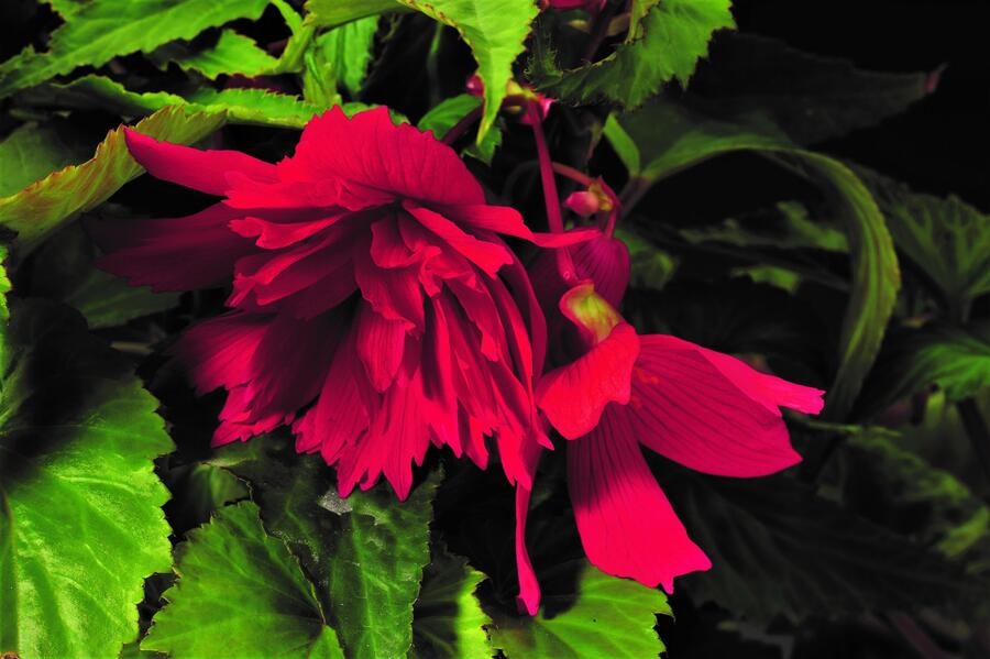 Begónie hlíznatá 'Tenella Rose' - Begonia tuberhybrida 'Tenella Rose'