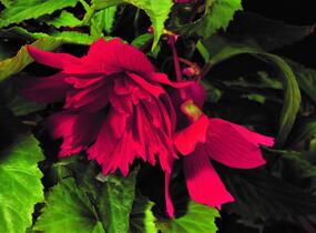 Begónie hlíznatá 'Tenella Rose' - Begonia tuberhybrida 'Tenella Rose'