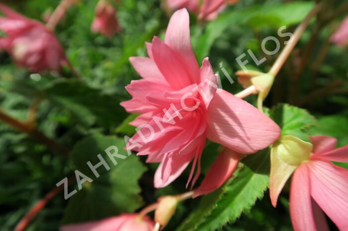 Begónie hlíznatá 'Tenella Pink' - Begonia tuberhybrida 'Tenella Pink'