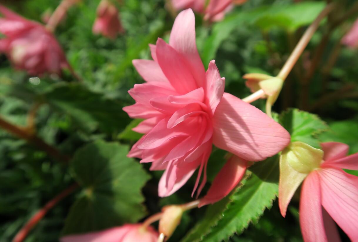 Begónie hlíznatá 'Tenella Pink' - Begonia tuberhybrida 'Tenella Pink'
