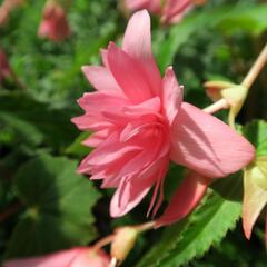 Begónie hlíznatá 'Tenella Pink' - Begonia tuberhybrida 'Tenella Pink'