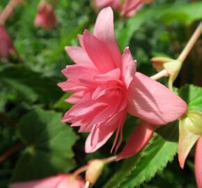 Begónie hlíznatá 'Tenella Pink' - Begonia tuberhybrida 'Tenella Pink'