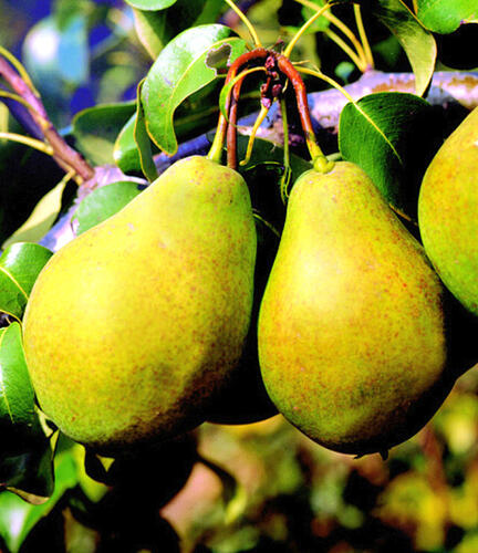 Hrušeň zimní 'Bohemica' - Pyrus communis 'Bohemica'