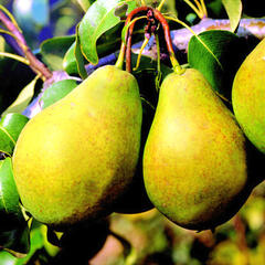 Hrušeň zimní 'Bohemica' - Pyrus communis 'Bohemica'